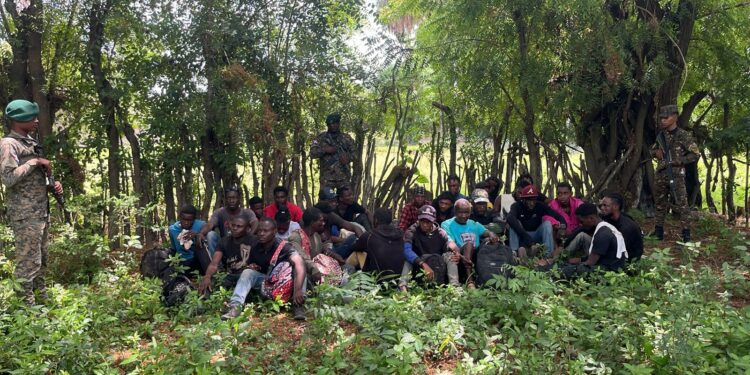 Interceptan grupo de haitianos indocumentados en zona boscosa de Guayubín