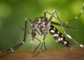 Plaga de mosquitos y Jején afecta población y áreas turísticas de Montecristi