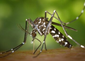 Plaga de mosquitos y Jején afecta población y áreas turísticas de Montecristi
