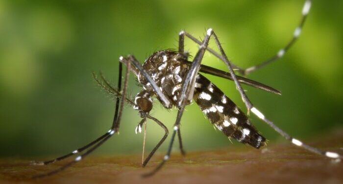 Plaga de mosquitos y Jején afecta población y áreas turísticas de Montecristi