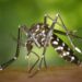 Plaga de mosquitos y Jején afecta población y áreas turísticas de Montecristi