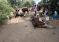 Mueren varias reces por envenenamiento de laguna en comunidad de Montecristi