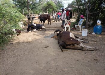 Mueren varias reces por envenenamiento de laguna en comunidad de Montecristi