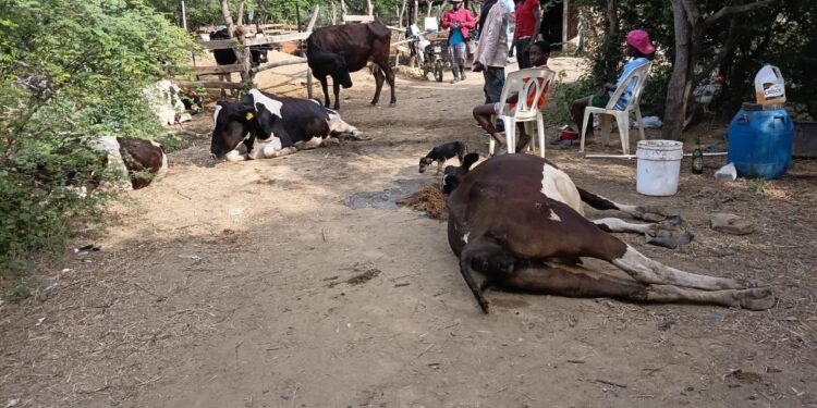 Mueren varias reces por envenenamiento de laguna en comunidad de Montecristi