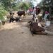Mueren varias reces por envenenamiento de laguna en comunidad de Montecristi