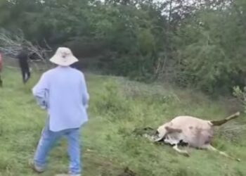 Envenenan reces en finca de Dajabón