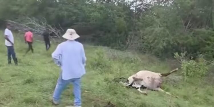 Envenenan reces en finca de Dajabón