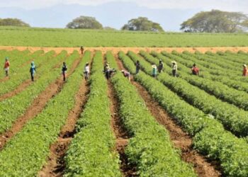Producción agrícola crece un 12.1% en República Dominicana