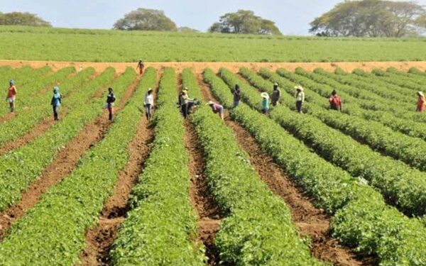 Producción agrícola crece un 12.1% en República Dominicana