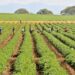 Producción agrícola crece un 12.1% en República Dominicana