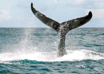Hallan el mayor y más profundo cementerio de ballenas con restos de 3,5 millones de años
