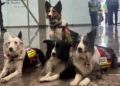 Héroes de cuatro patas: cómo encuentran vida entre los escombros