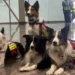 Héroes de cuatro patas: cómo encuentran vida entre los escombros