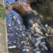 Hallan cuerpo de un hombre en compuerta del Dique Juan Gómez Montecristi 