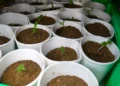 Autoridades incautan más de 400 plantas de presunta marihuana durante operativo en La Cuaba