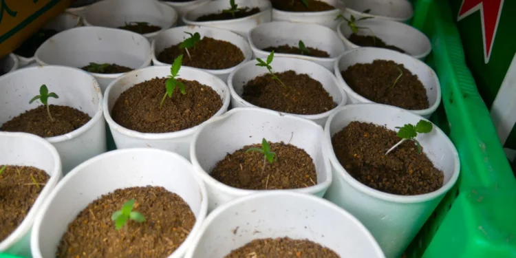 Autoridades incautan más de 400 plantas de presunta marihuana durante operativo en La Cuaba