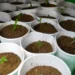 Autoridades incautan más de 400 plantas de presunta marihuana durante operativo en La Cuaba