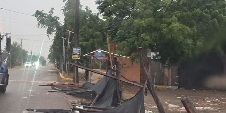 Lluvias con Fuertes vientos derriban árboles letreros, tendido eléctrico y cultivos de arroz en Dajabón