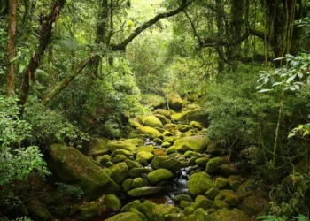 Día Mundial del Medio Ambiente