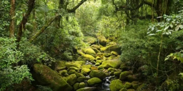 Día Mundial del Medio Ambiente