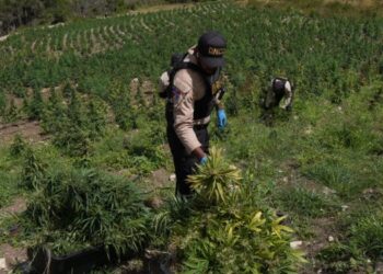 OCOA: Descubren plantación con más 3,000 matas marihuana