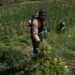 OCOA: Descubren plantación con más 3,000 matas marihuana