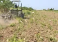 Grandes empresas y la región Norte lideran el crédito agropecuario