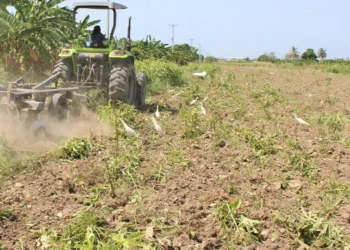 Grandes empresas y la región Norte lideran el crédito agropecuario