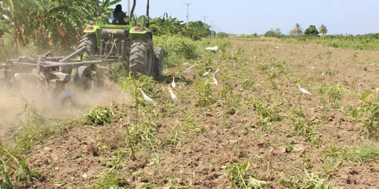 Grandes empresas y la región Norte lideran el crédito agropecuario