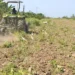 Grandes empresas y la región Norte lideran el crédito agropecuario