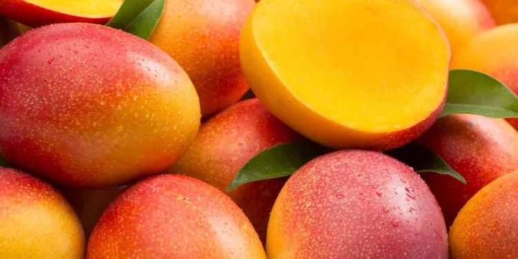 La mosca de la fruta