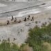 En operativo en manglares de Montecristi soldados del Ejército frustran tráfico de indocumentados