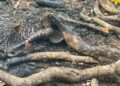 Encuentran cadáver humanos calcinado en matorrales de restauración