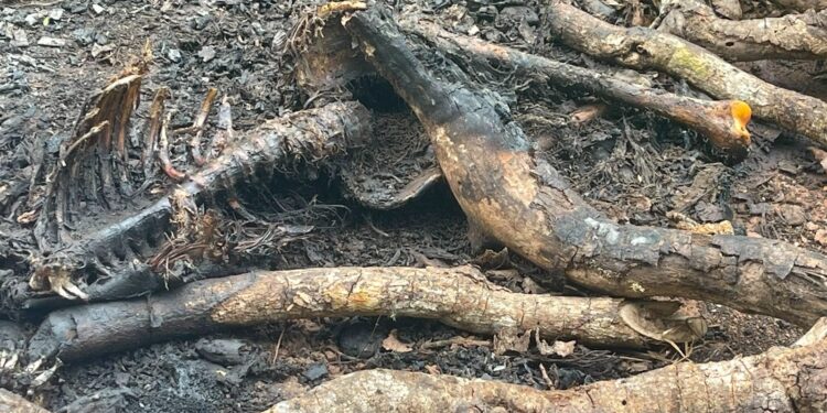 Encuentran cadáver humanos calcinado en matorrales de restauración