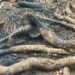Encuentran cadáver humanos calcinado en matorrales de restauración