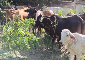Ganaderos retienen vacas de Haiti en represalia por robo de 24 toros en Loma de Cabrera Dajabón 