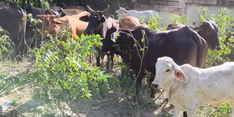 Ganaderos retienen vacas de Haiti en represalia por robo de 24 toros en Loma de Cabrera Dajabón 