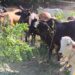 Ganaderos retienen vacas de Haiti en represalia por robo de 24 toros en Loma de Cabrera Dajabón 
