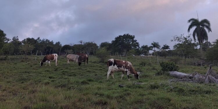 Denuncian robo de ganado en varias comunidades de Puerto Plata y piden intervención de autoridades