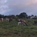 Denuncian robo de ganado en varias comunidades de Puerto Plata y piden intervención de autoridades