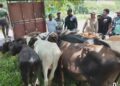 Con apoyo del ejército ganaderos logran devolución de 13 reces desde Haiti de las sustraídas en Loma de Cabrera