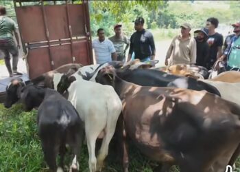 Con apoyo del ejército ganaderos logran devolución de 13 reces desde Haiti de las sustraídas en Loma de Cabrera