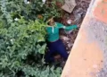 Mujer de lanza por segunda ocasión del puente en río Yaque en Montecristi