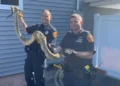 Atrapan culebra de 8 pies de largo debajo del piso de casa con familia en Nueva Jersey; dominicanos son vecinos