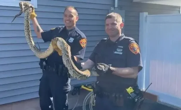 Atrapan culebra de 8 pies de largo debajo del piso de casa con familia en Nueva Jersey; dominicanos son vecinos