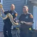 Atrapan culebra de 8 pies de largo debajo del piso de casa con familia en Nueva Jersey; dominicanos son vecinos