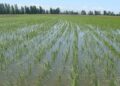 RD negocia con EEUU decreto protege la producción de arroz
