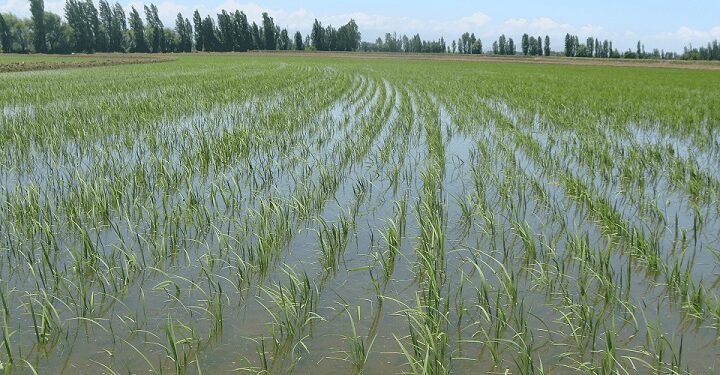 RD negocia con EEUU decreto protege la producción de arroz