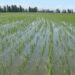 RD negocia con EEUU decreto protege la producción de arroz