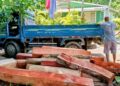 Medio Ambiente incauta troncos de caoba cortados ilegalmente en zona de Puerto Plata